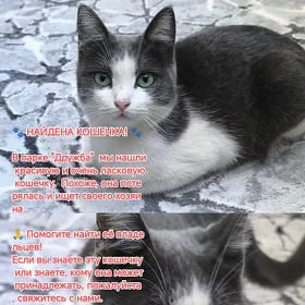 Pishik eyesini gozleyar