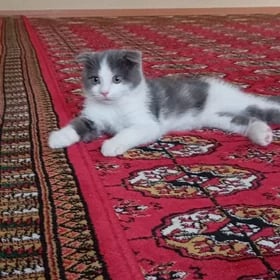 кошка pişik