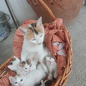 котята