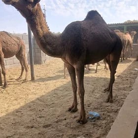 bogoz düýe 🐪🐫