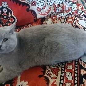 кошка