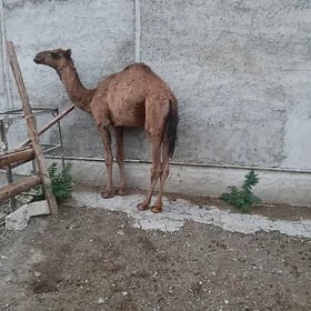 Ogşuk