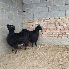 bakylan cebis