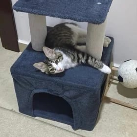 Найден котенок