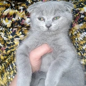 Pişik
