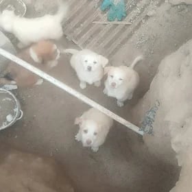 gujik