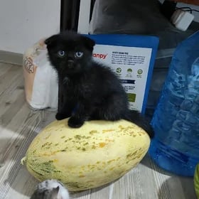 pişik