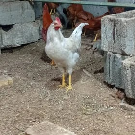 horaz