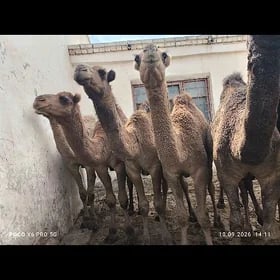 огшыклар 7 саны