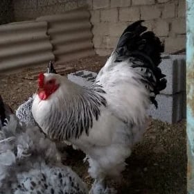 Brama