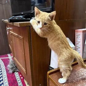 Котенок
