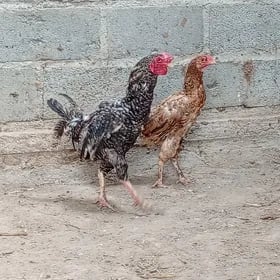 Towuk horaz