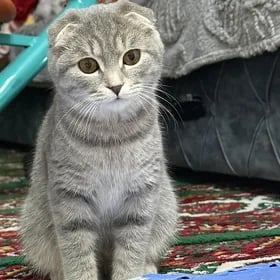 pişik