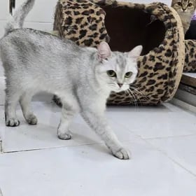 pişik