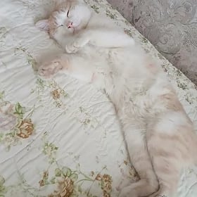 кошки домашние