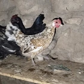 karlik