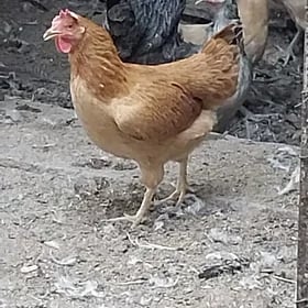 Towuklar
