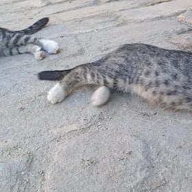 Котятя