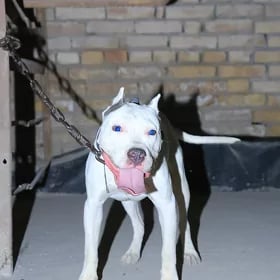 pitbul