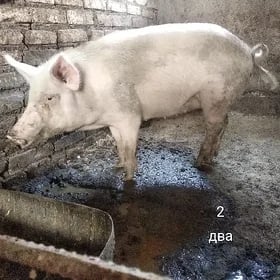 свинья