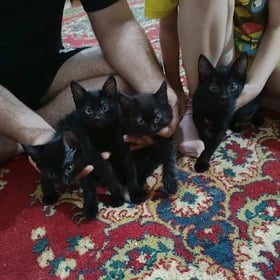 отдам котят чёрные