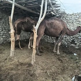 Düye ogsul