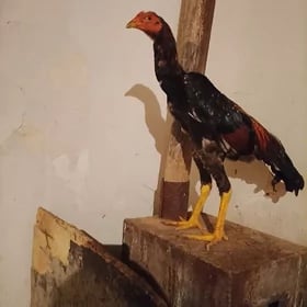 Horaz