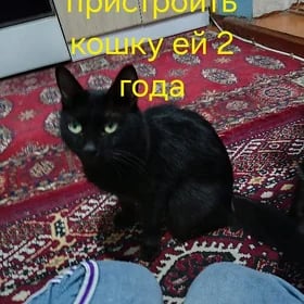 отдам кошку в хорошие руки