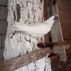 kepderi