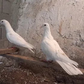 kepderi