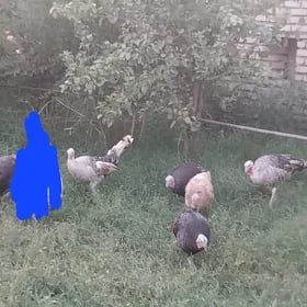 ınduk mâkı