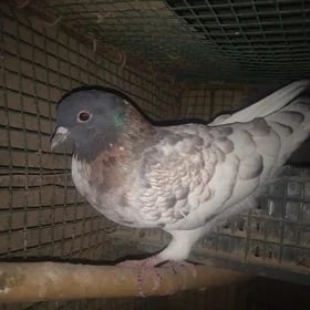 kepderi