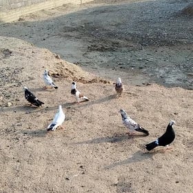 kepderi