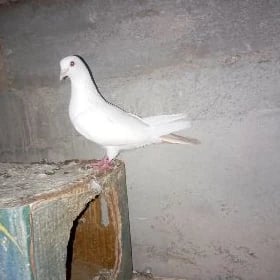 kepderi
