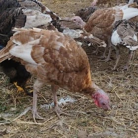 owgan paroda induk erkegi