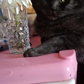 Кот на вязку