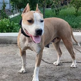 Pitbull