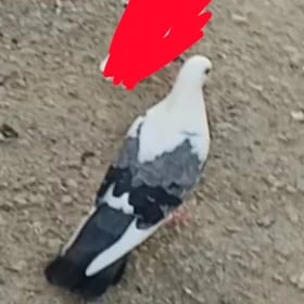 kepderi