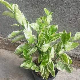 pedilantus