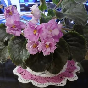 Сортовые фиалки
