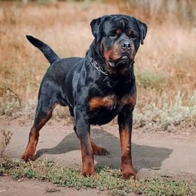 Rotweler kopek