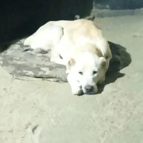животные