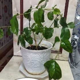 ЦВЕТЫ.
