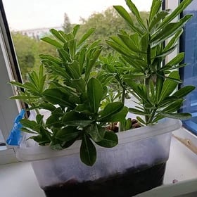 Adenium çöl guli