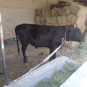 Öküz