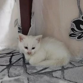 pişik