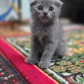 Котёнок вислоухий
