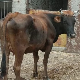 sygyr