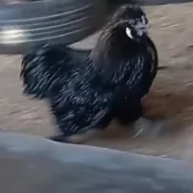Horoz