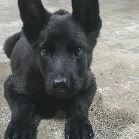 apçarka it